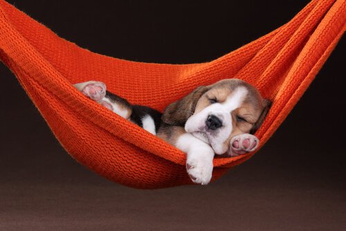 Søvn hos kjæledyr: Kan våre pelskledde venner drømme?
