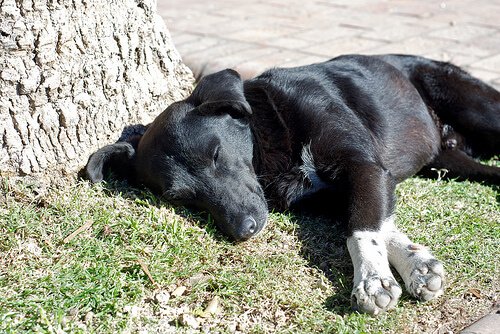 Magedreining hos hunder: årsaker, symptomer og behandling