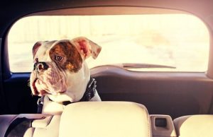 Hvordan kan du forhindre at hunden din blir bilsyk?