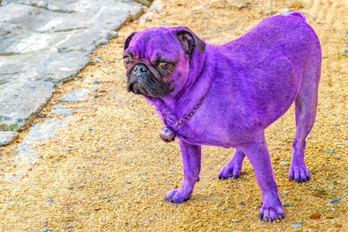 Farer ved å farge ditt kjæledyrs pels