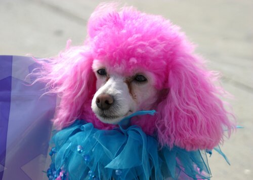 Hund med rosa pels