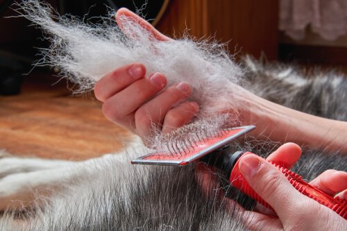 Du kan børste din hund for å bli kvitt overflødig pels