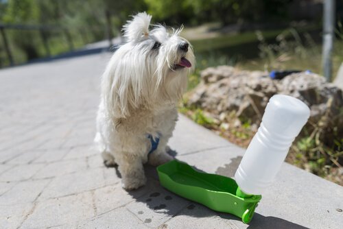 Hund og vannflaske