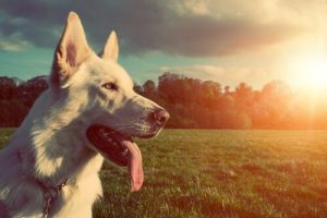 Ting og vaner som kan redusere livslengden til hunden din