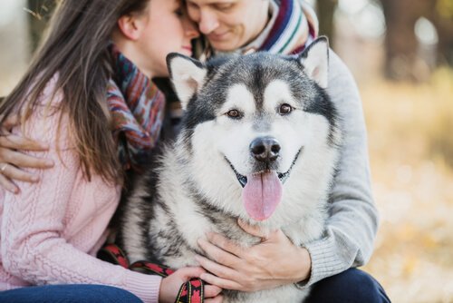 Hunder og beskyttelse: Kan hunder lukte dårlige hensikter?