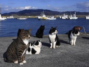 katter ved sjøen