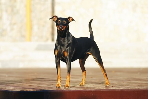 pinscher er en av flere tyske hunderaser