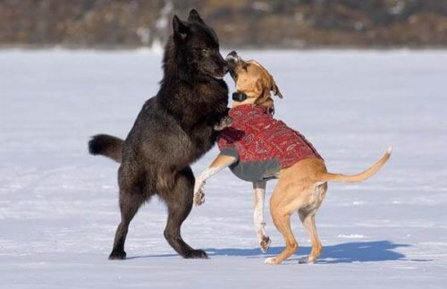 Venner for alltid: Ulven Romeo og hans hundevenn