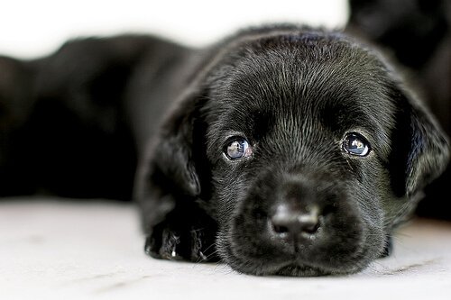 Alt du trenger å vite om å adoptere en hund for første gang