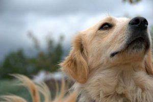 Fem nyttige tips for hvordan du kan stelle hunden din
