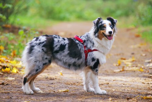 Halsbånd eller sele: hva er best for din hund?