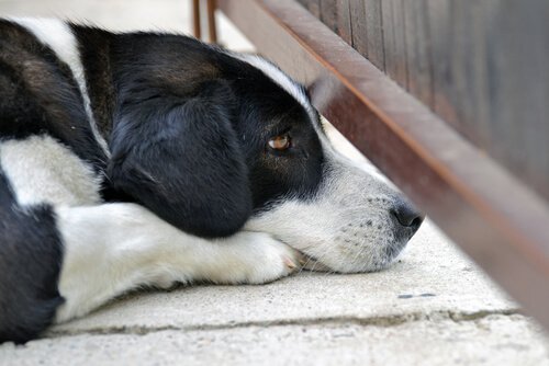 Hunder har en tendens til å være redd for enkelte lyder eller hendelser som de anser som unormale
