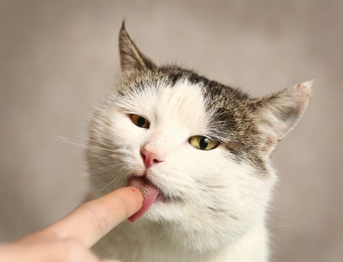 Hva er grunnen til at katten din slikker deg av og til?