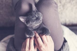 Finn ut hvorfor katten din foretrekker å sove oppå deg
