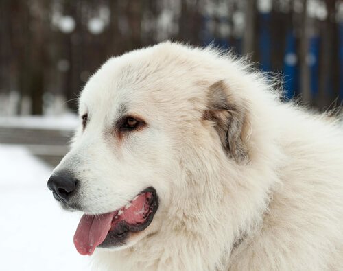Den majestetiske pyreneerhunden: Hunderasen som nesten forsvant