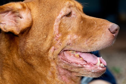 Dermatitt hos hunder: Hvordan kan man behandle det?