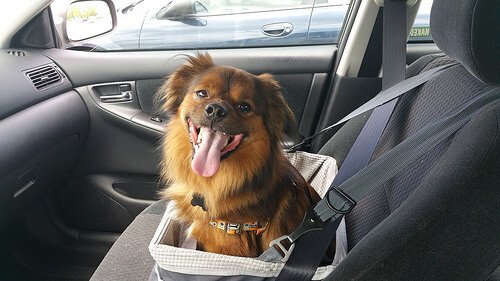 Hvordan kan jeg hindre hunden min fra å bli bilsyk?