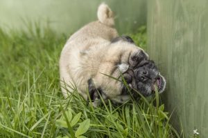 Grunnen til at hunder spiser gress og planter