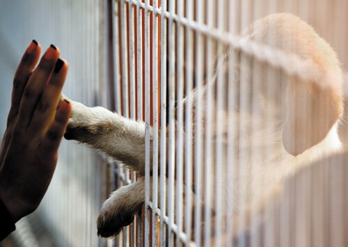 Selv om du ikke har mulighet til å adoptere, kan du fortsatt hjelpe dyr!