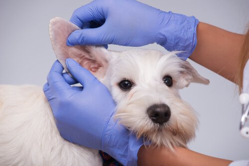 Hund med øreinfeksjoner hos veterinær 