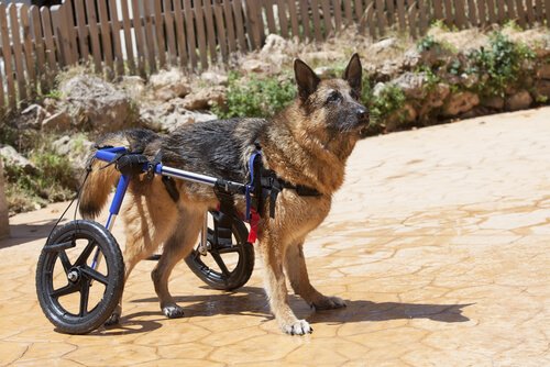 Ville du ha adoptert et funksjonshemmet kjæledyr?