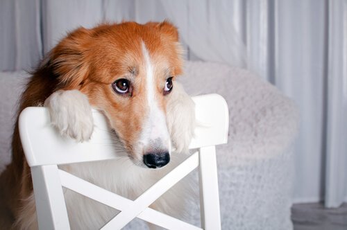 Hund med trist blikk og hodet hvilende på en stolrygg