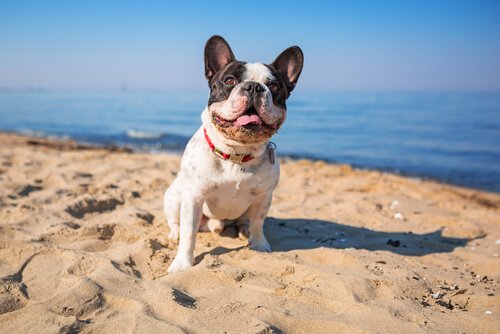 Er sjøvann bra for helsen og kroppen til hunden din?