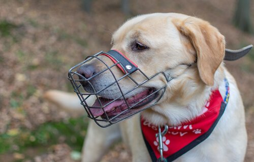 Lær hunden din å ha på seg munnkurv: Det er ikke så vanskelig