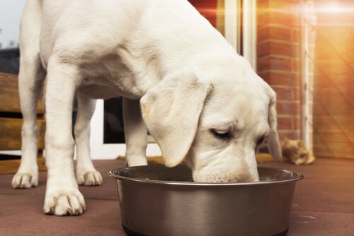 hund spiser fra skål