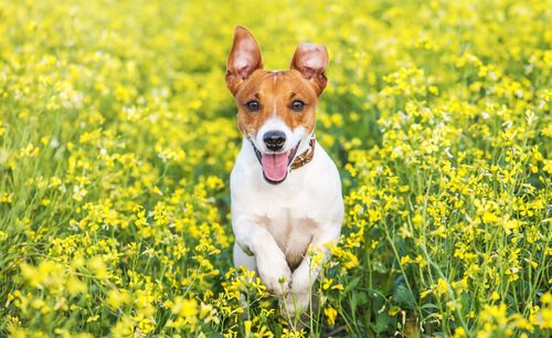 Hund løpende i blomstereng