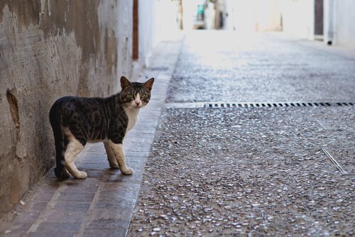 Hvorfor katter forlater sine hjem for så å returnere