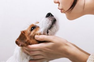 Et brev fra en eier til en hund: Takk for din lojalitet