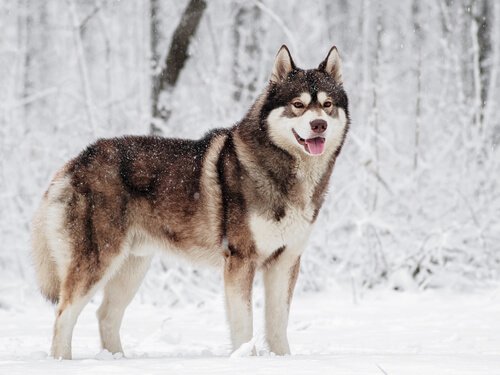 Fantastiske hunder med mye pels: 5 nordiske hunderaser