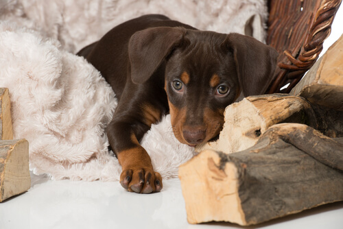 Hvordan kan du hjelpe en hund som sørger over tapet av et kjæledyr?