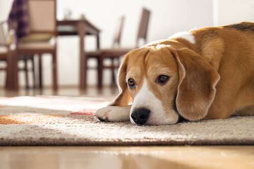 Hvor mye tid kan en hund tilbringe alene?