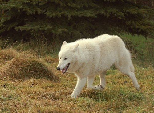 Ulvearter: Seks av de store rovpattedyrene i hundefamilien