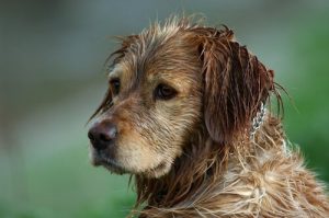 Kan man unngå lukten av våt hund?