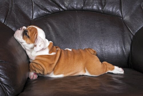 hund på sofaen