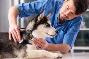 Fordeler og ulemper ved å sterilisere hunden din