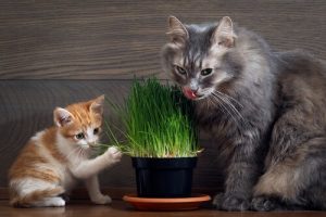 Hvordan fungerer kattemynte på oppførselen til katter?