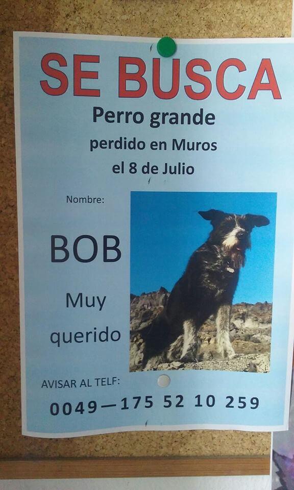 Plakat av hund som har forsvunnet Kilde : Facebook