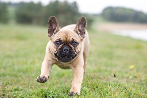 Fransk bulldog løper i gresset
