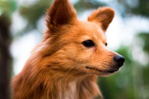 Seks horoskoper for hunder – Personlighet og karaktertrekk