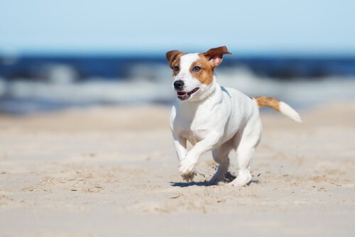 hund løper på stranden