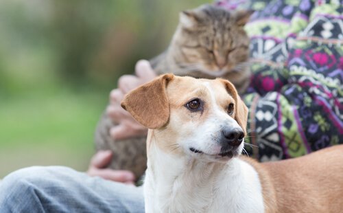 Kvinne sitter med en katt og en hund: snakk med kjæledyret ditt.