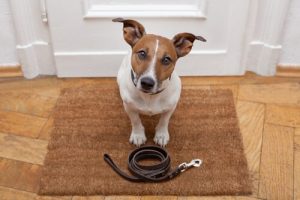 Hvordan instruere hunden under lufteturen