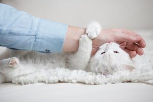Hvorfor katten din biter deg hver gang du tar på den