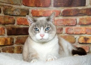 Senil demens hos katter: Hva kan du gjøre?