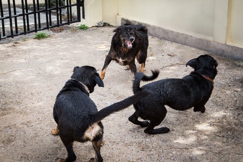 Spansk politi redder 230 hunder fra organisert hundekamp