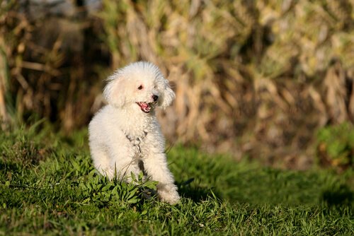 Hvit hund løper i gresset: Hvordan behandle hunder med epilepsi